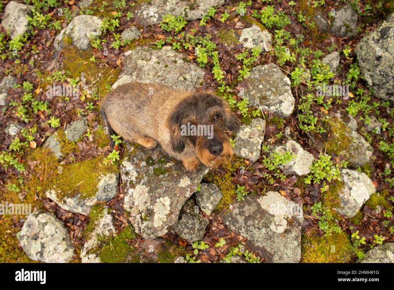 Wire-haired Dachshund surrounded by rocks, lakeshore, photographed from above, Finland Stock Photo