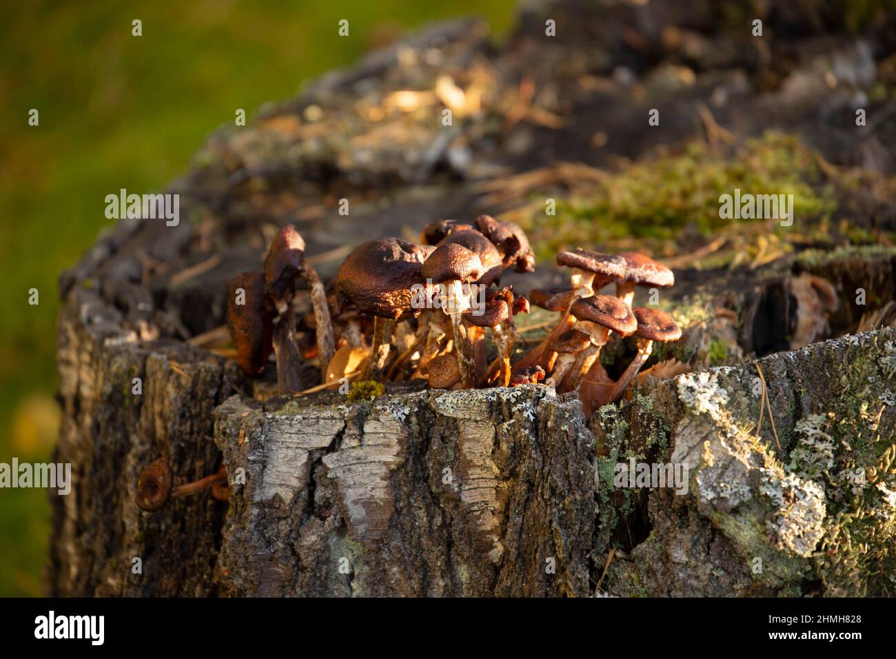 Mushrooms grow in a birch stump, autumn scene Stock Photo