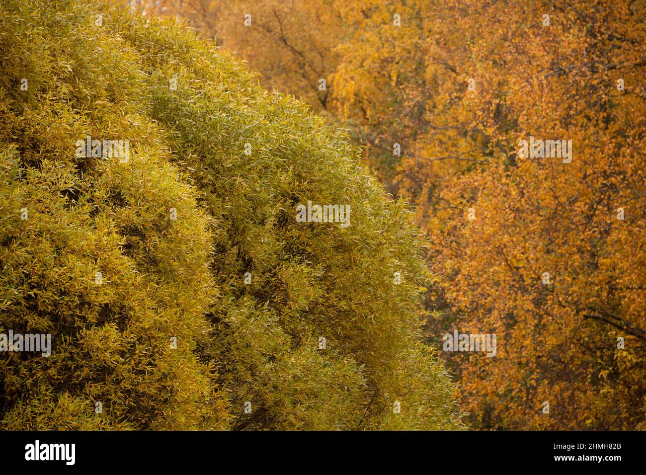 Salix fragilis Bullata, deciduous trees in autumn colored leaves, Finland Stock Photo