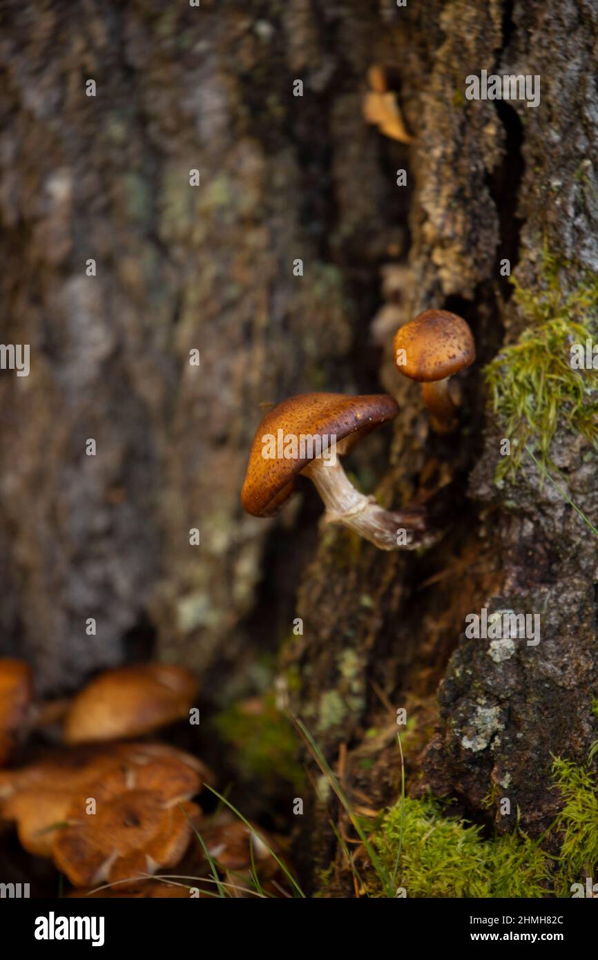 Mushrooms grow in a birch stump, autumn scene Stock Photo