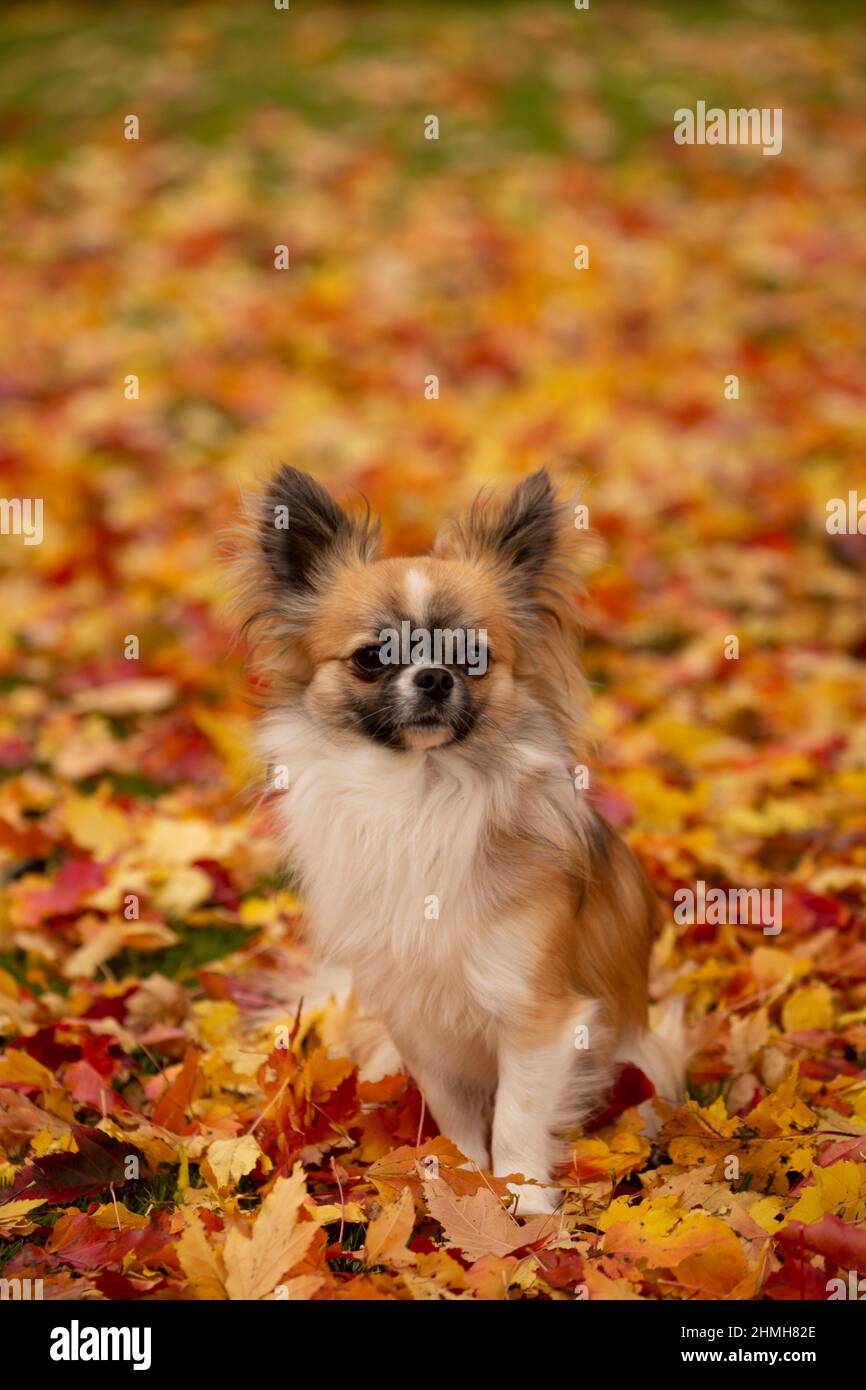 Long-haired Chihuahua sitting on the ground, colorful leaves around, October, Finland Stock Photo
