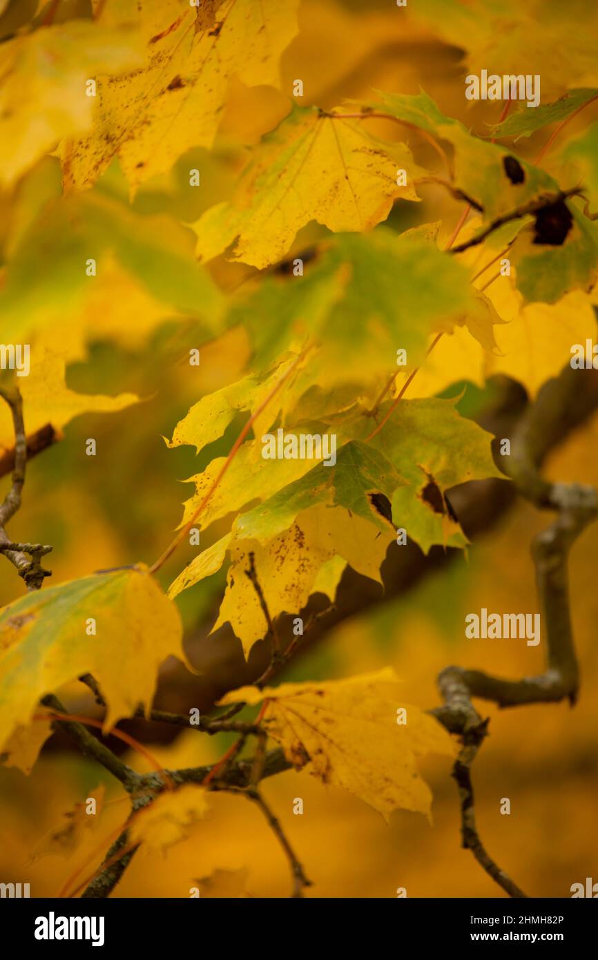 Maple leaves, autumn nature scene, Finland Stock Photo
