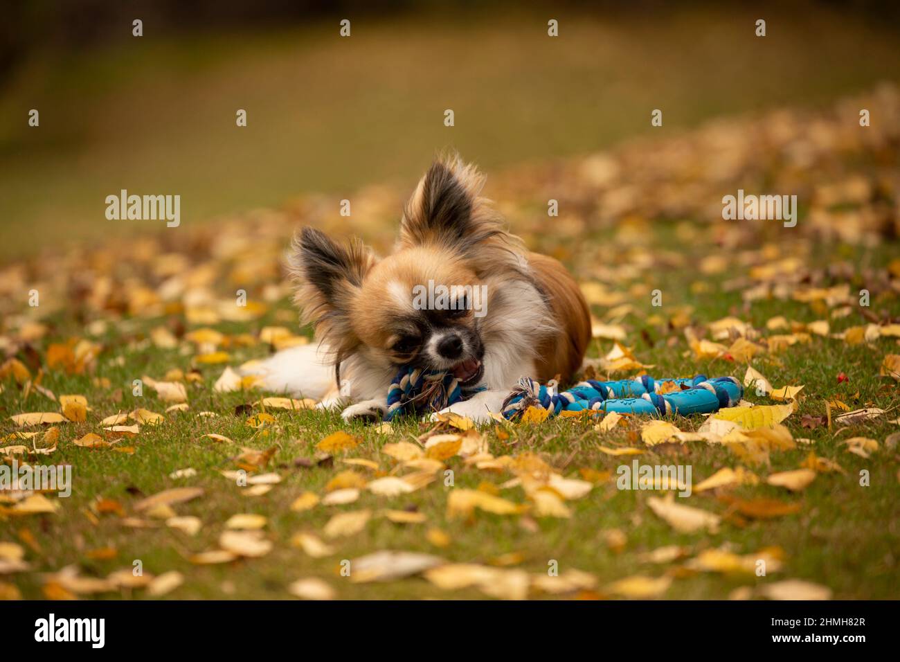 Long-haired Chihuahua lying on the ground and chews a toy in the autumn garden, Finland Stock Photo