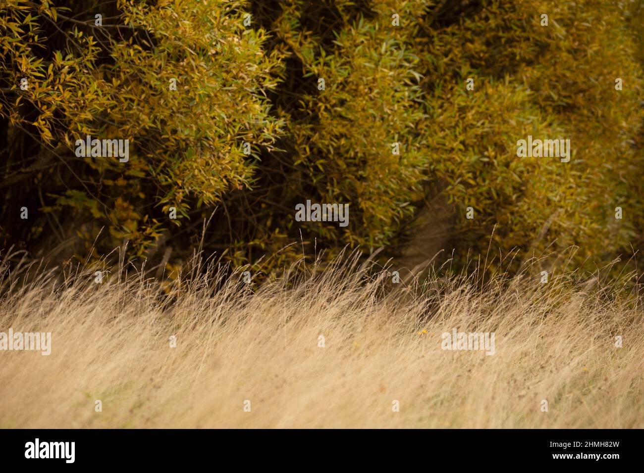 Autumnal landscape, Salix fragilis Bullata and dry hay, minimal Stock Photo