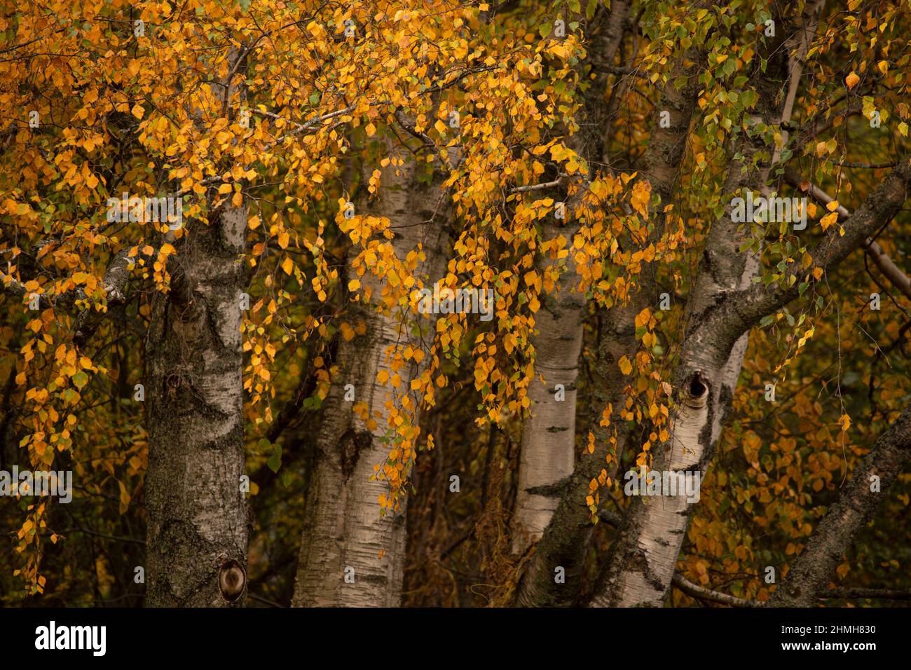 Birch tree branches in fall color, October, Finland Stock Photo