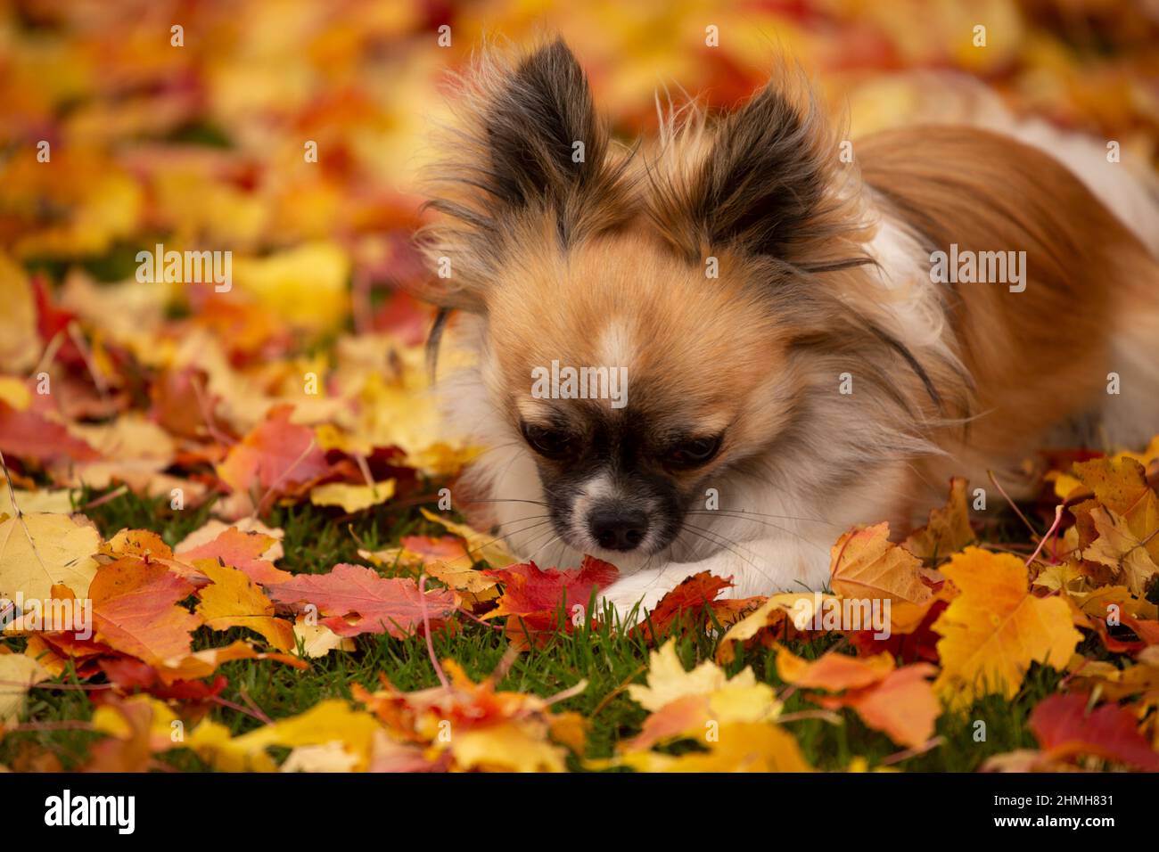 Long-haired Chihuahua laying on the ground, colorful leaves around, October, Finland Stock Photo