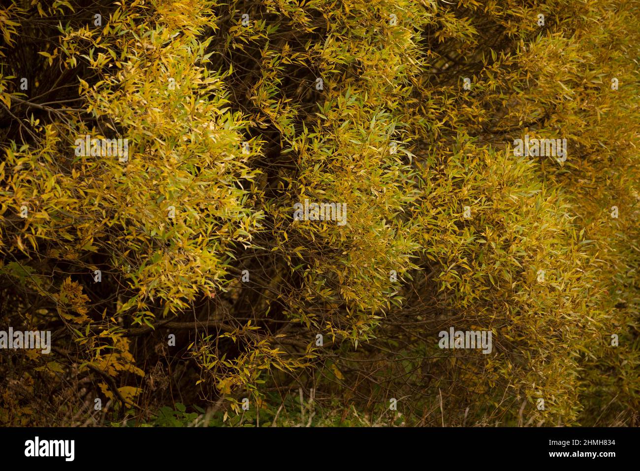 Beautiful tree branches, Salix fragilis Bullata Stock Photo