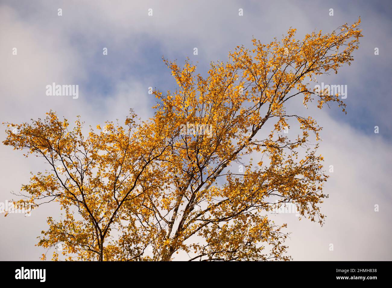 Birch tree in autumn colors, fall, nature scene Stock Photo