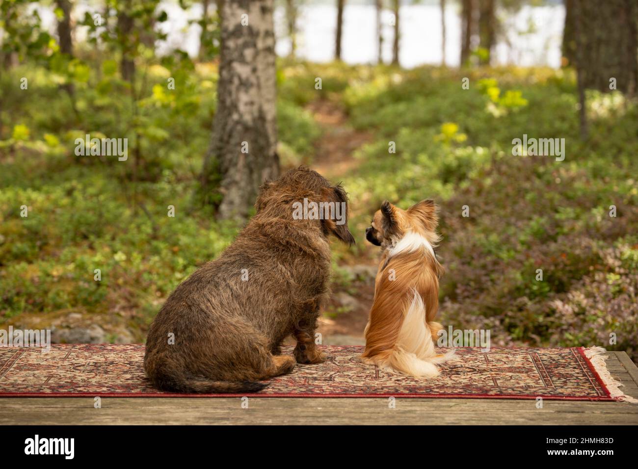 two dogs, friendship, Wire-haired Dachshund and Long-haired Chihuahua Stock Photo
