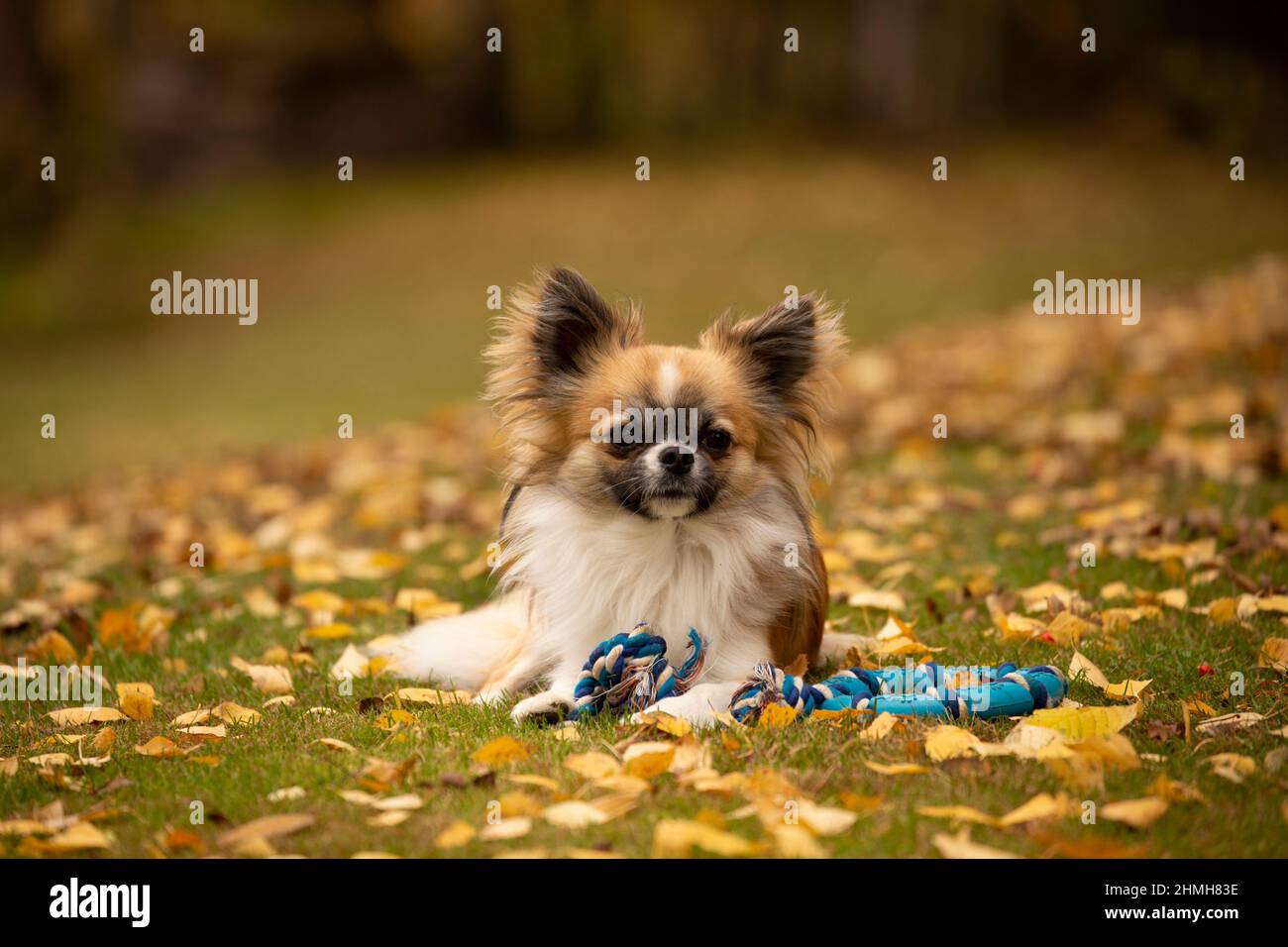 Long-haired Chihuahua lying on the ground in the autumn garden, Finland Stock Photo