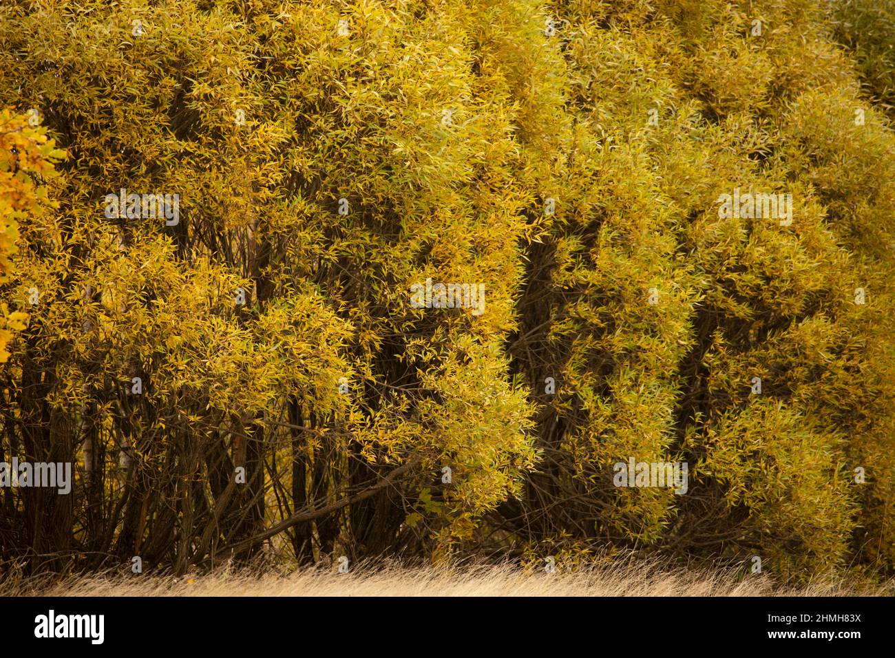 Salix fragilis Bullata, deciduous trees in autumn, Finland Stock Photo