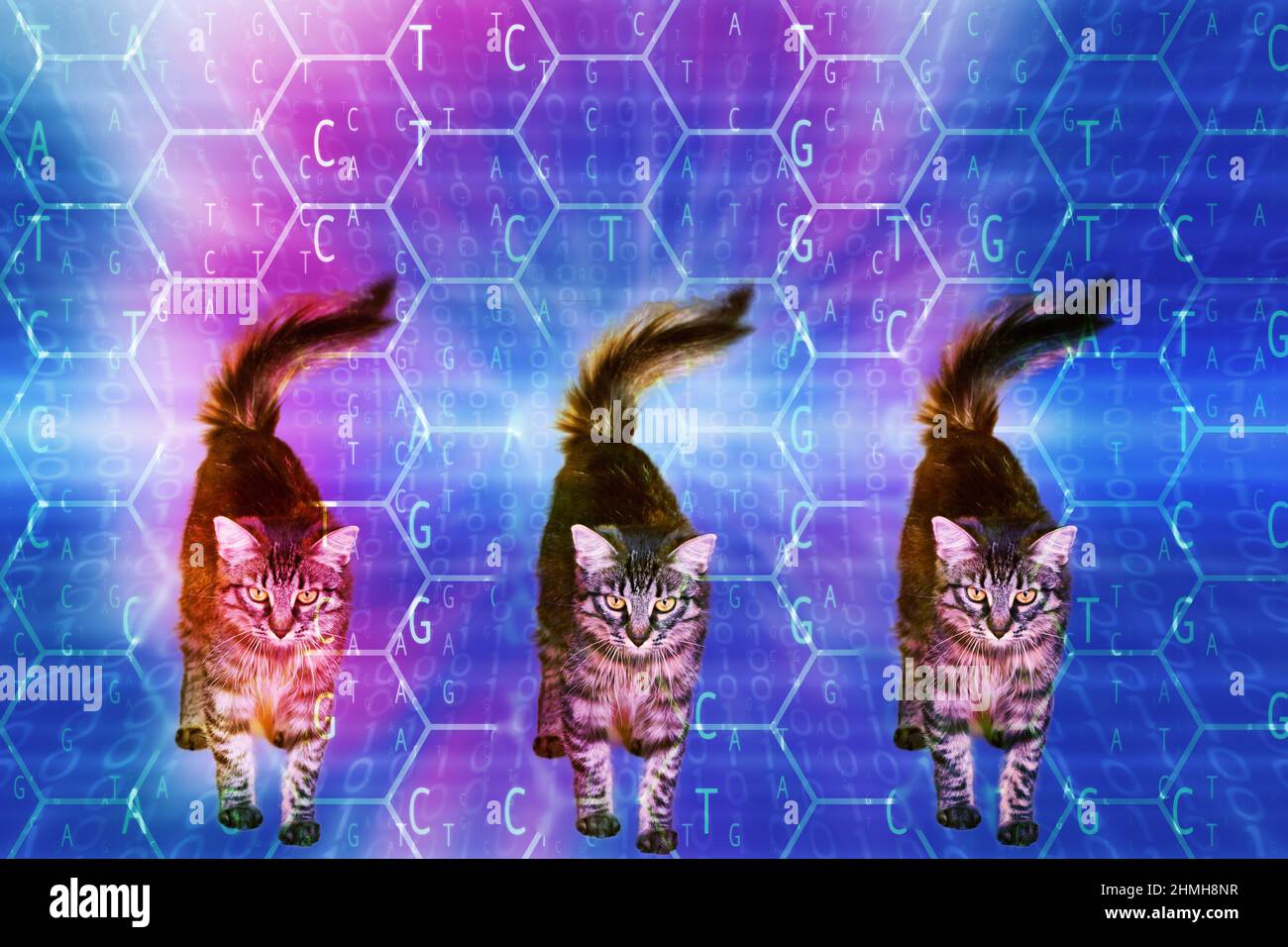 pet cat cloning concept Stock Photo Alamy