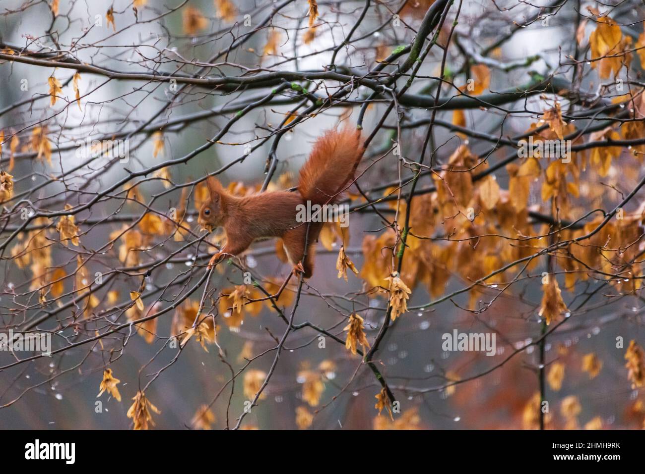 Acrobatic foraging of a squirrel Stock Photo - Alamy