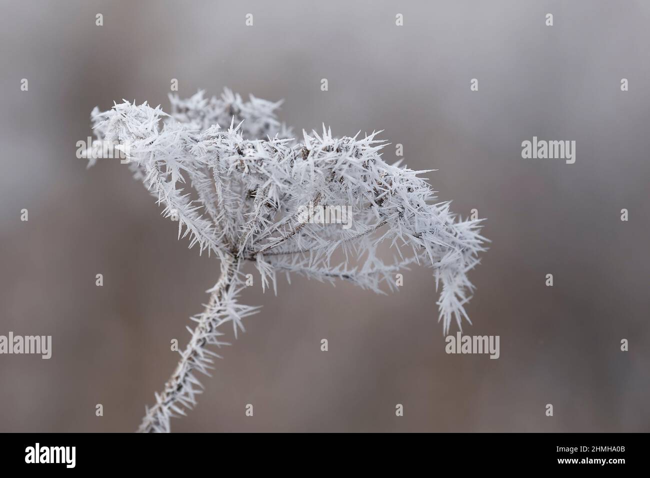 Hoar frost covers a dried up umbel of fennel, Germany, Baden-Wuerttemberg Stock Photo