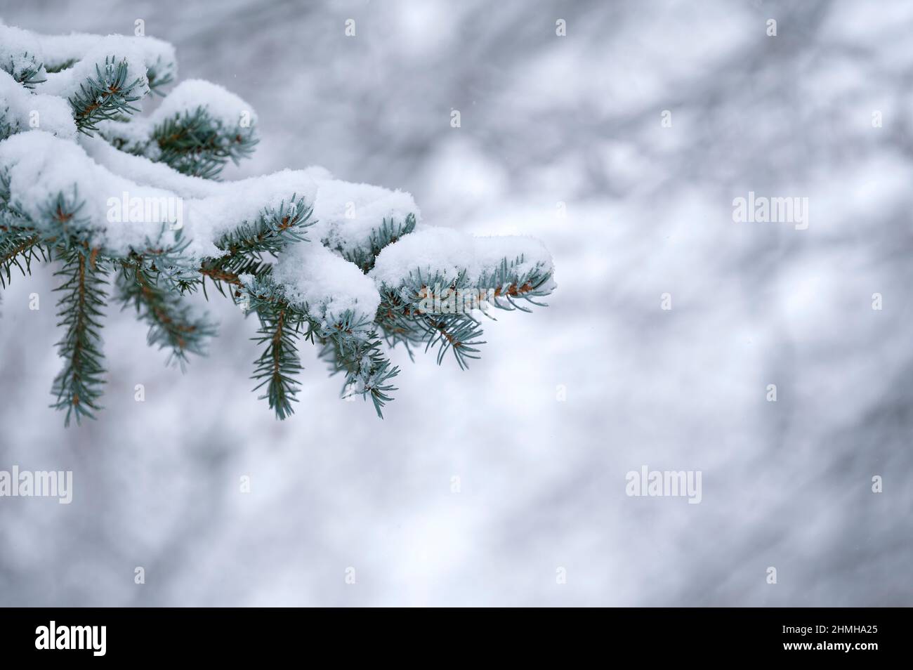 Winter forest, snow-covered spruce branches (blue spruce), Germany, Hesse Stock Photo