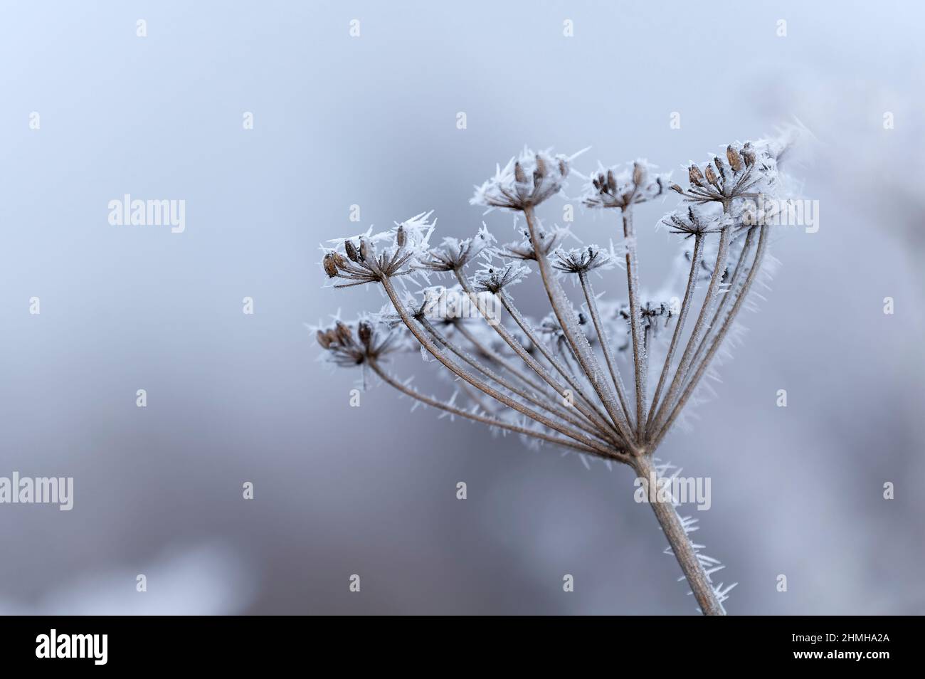 Hoar frost covers a dried up umbel of fennel, Germany, Baden-Wuerttemberg Stock Photo