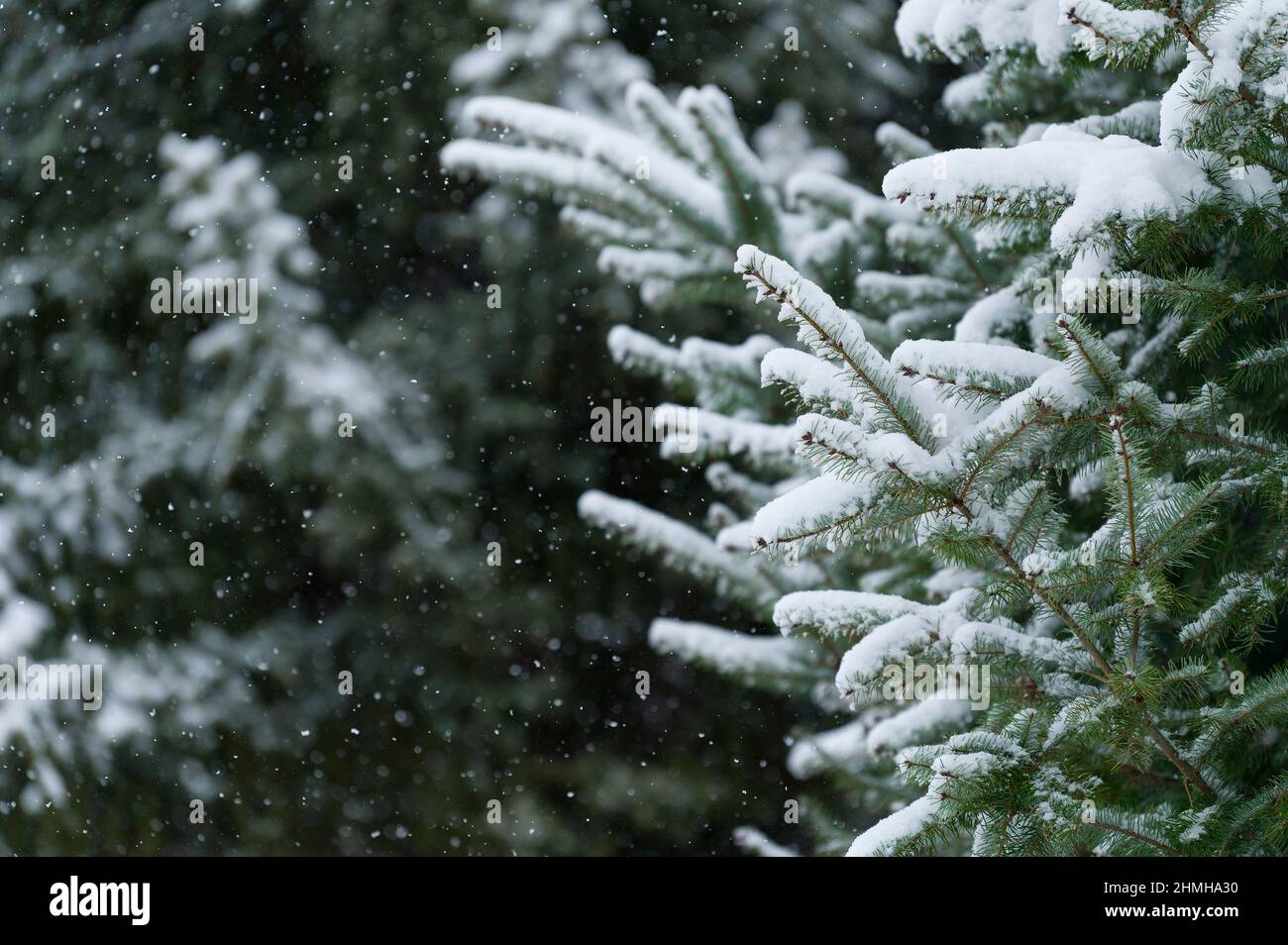 Winter forest, snow-covered spruce branches, snowfall, Germany, Hesse Stock Photo