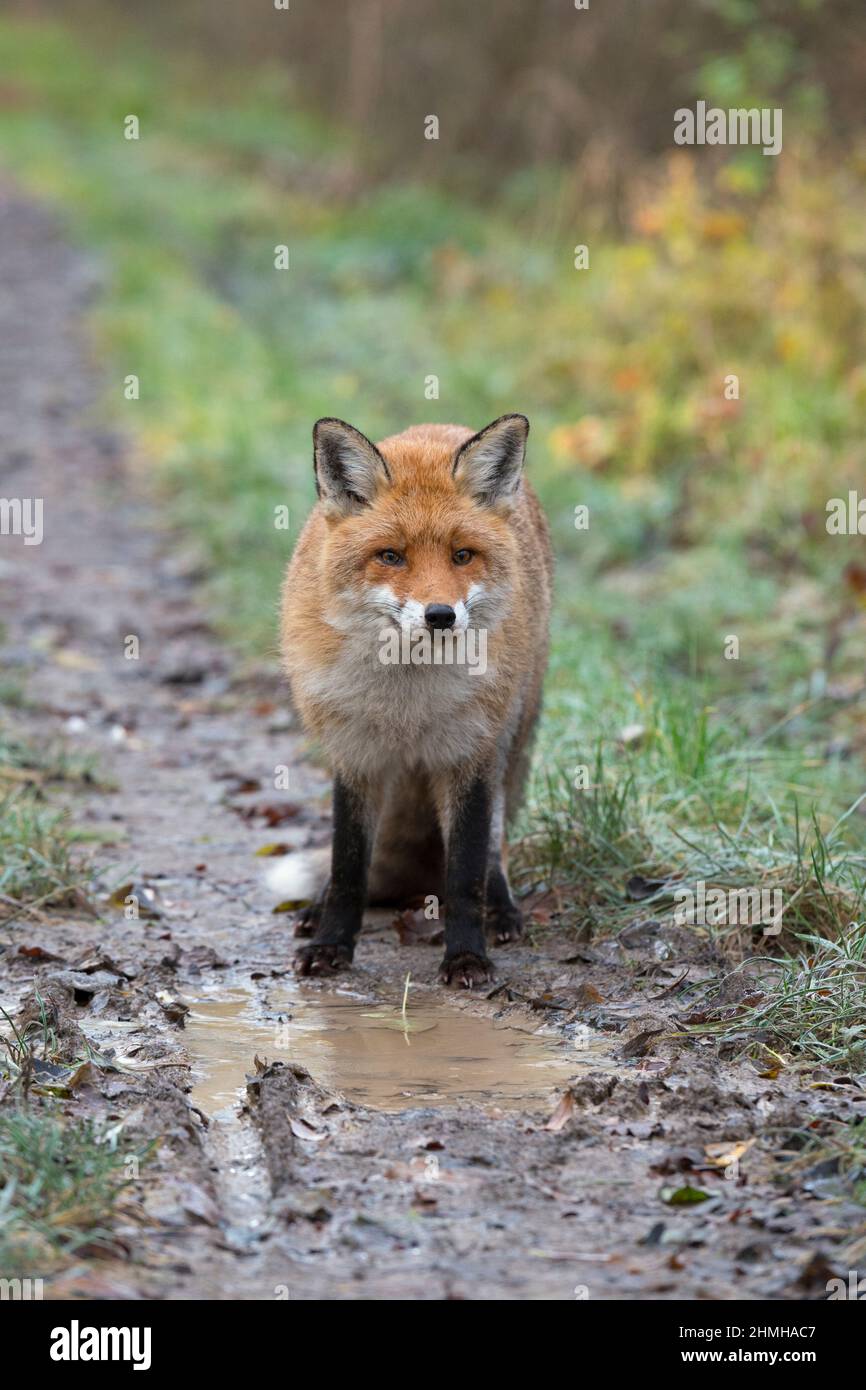 Red fox on forest hi-res stock photography and images - Alamy