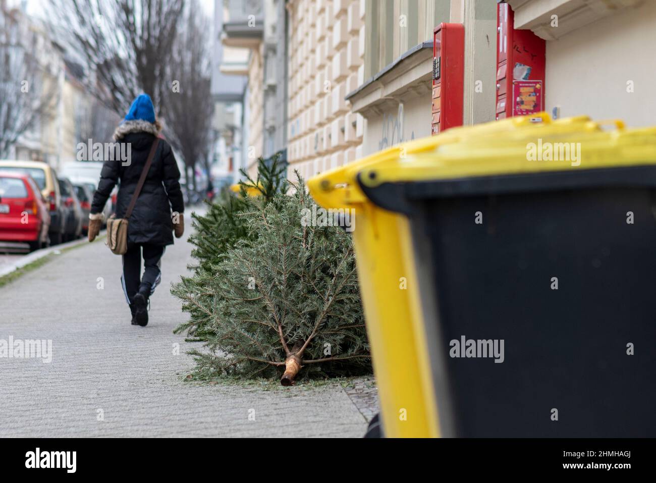 Christmas trees are lying on the roadside for disposal, Magdeburg, Saxony-Anhalt, Germany Stock Photo