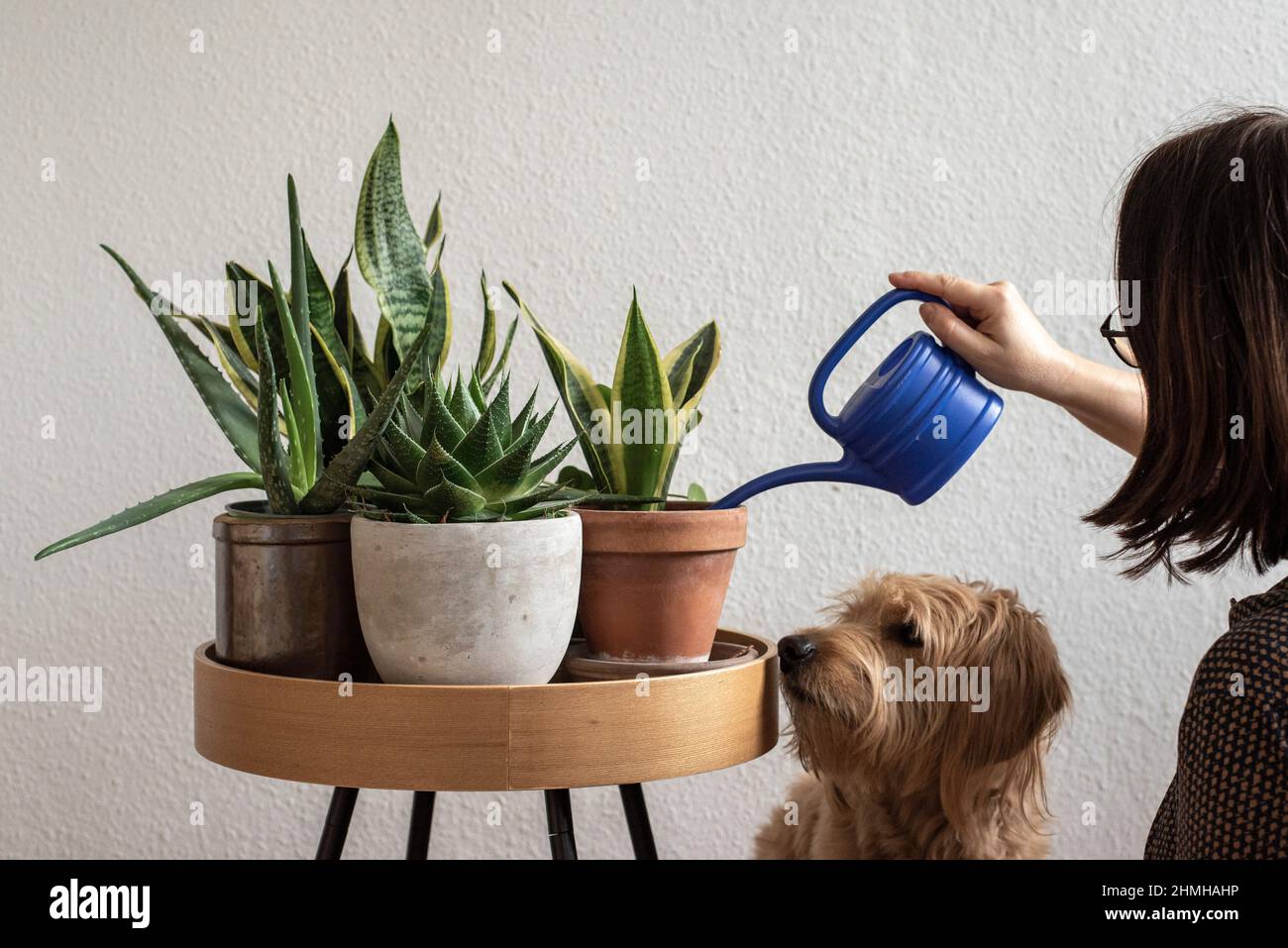 A woman is watering house plants, a dog is watching (posed scene). January 10th is Houseplant Appreciation Day. The day of honor is an invention of the US Internet community 'The Gardener's Network'. It is intended to remind people after the Christmas holidays and the hustle and bustle of New Year that they should take more care of their houseplants again. Stock Photo