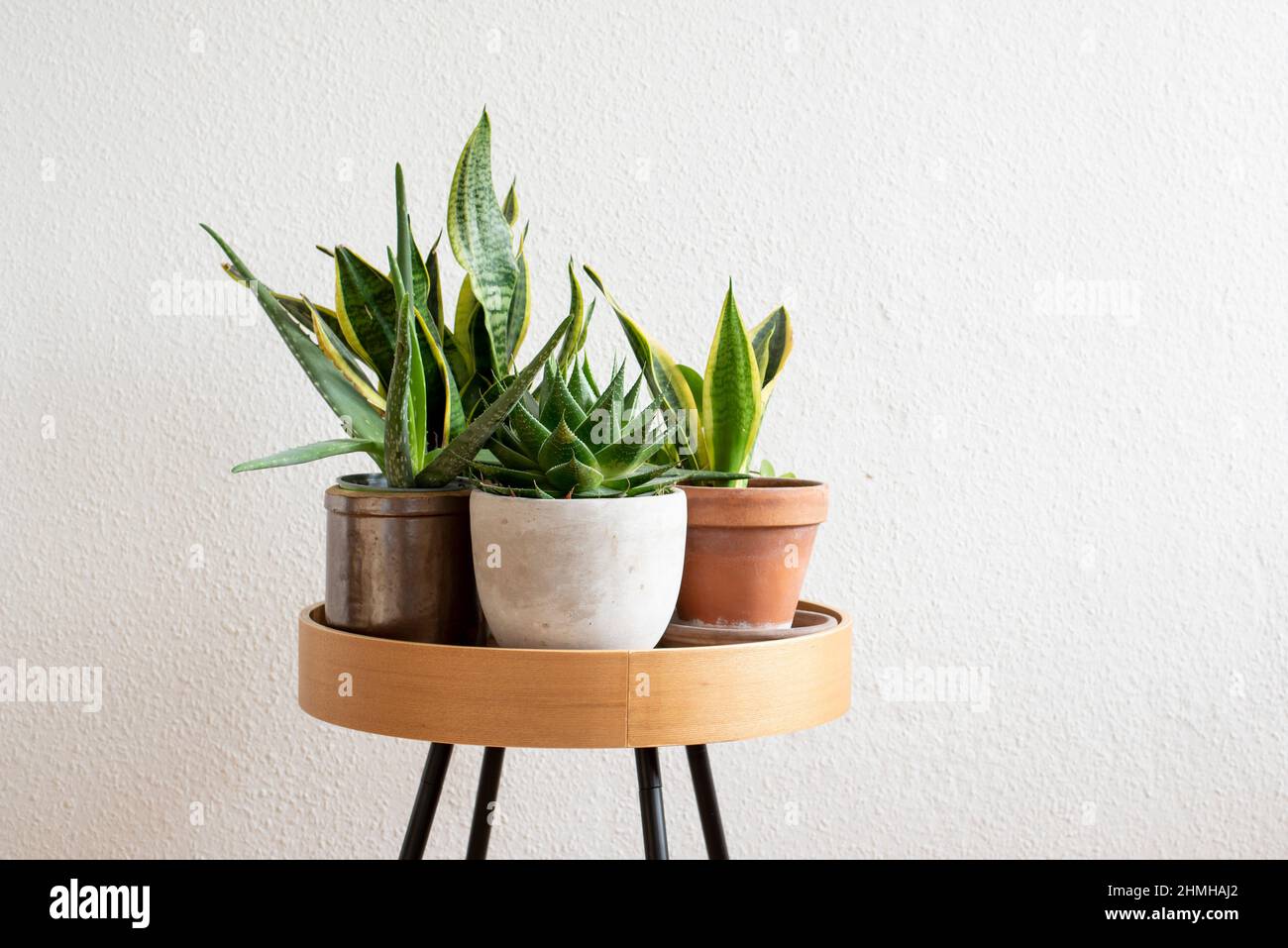 Houseplants stand on a table. January 10th is Houseplant Appreciation Day. The day of honor is an invention of the US Internet community 'The Gardener's Network'. It is supposed to remind people after the Christmas holidays and the hustle and bustle of New Year that they should take more care of their houseplants again. Stock Photo