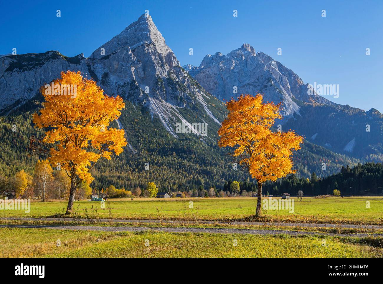 Autumn landscape in the Lermooser Moos with maple trees against the Sonnenspitze 2417m in the Mieminger chain, Ehrwald, Loisachtal, Tyrol, Austria Stock Photo