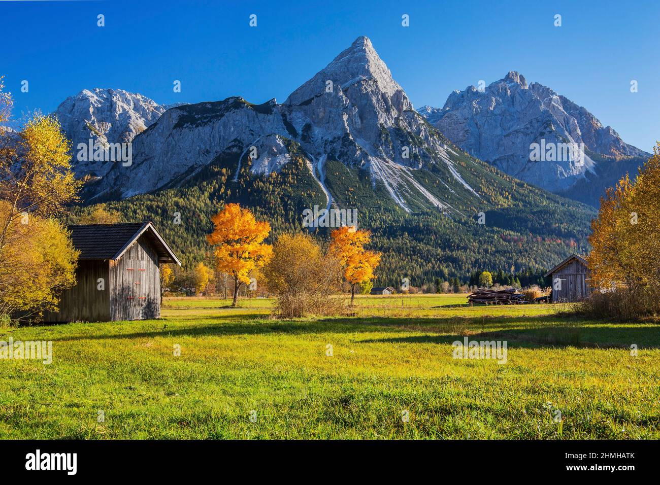 Autumn landscape in the Lermooser Moos with maple trees against the Sonnenspitze 2417m in the Mieminger chain, Ehrwald, Loisachtal, Tyrol, Austria Stock Photo