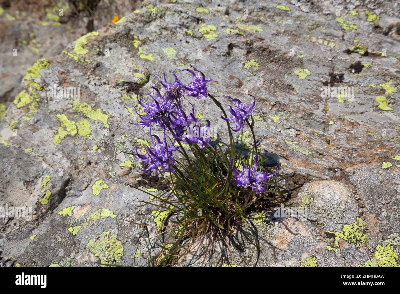 round-headed rampion, Phyteuma globulariifolium, grows out of a crevice, location Ultental Stock Photo