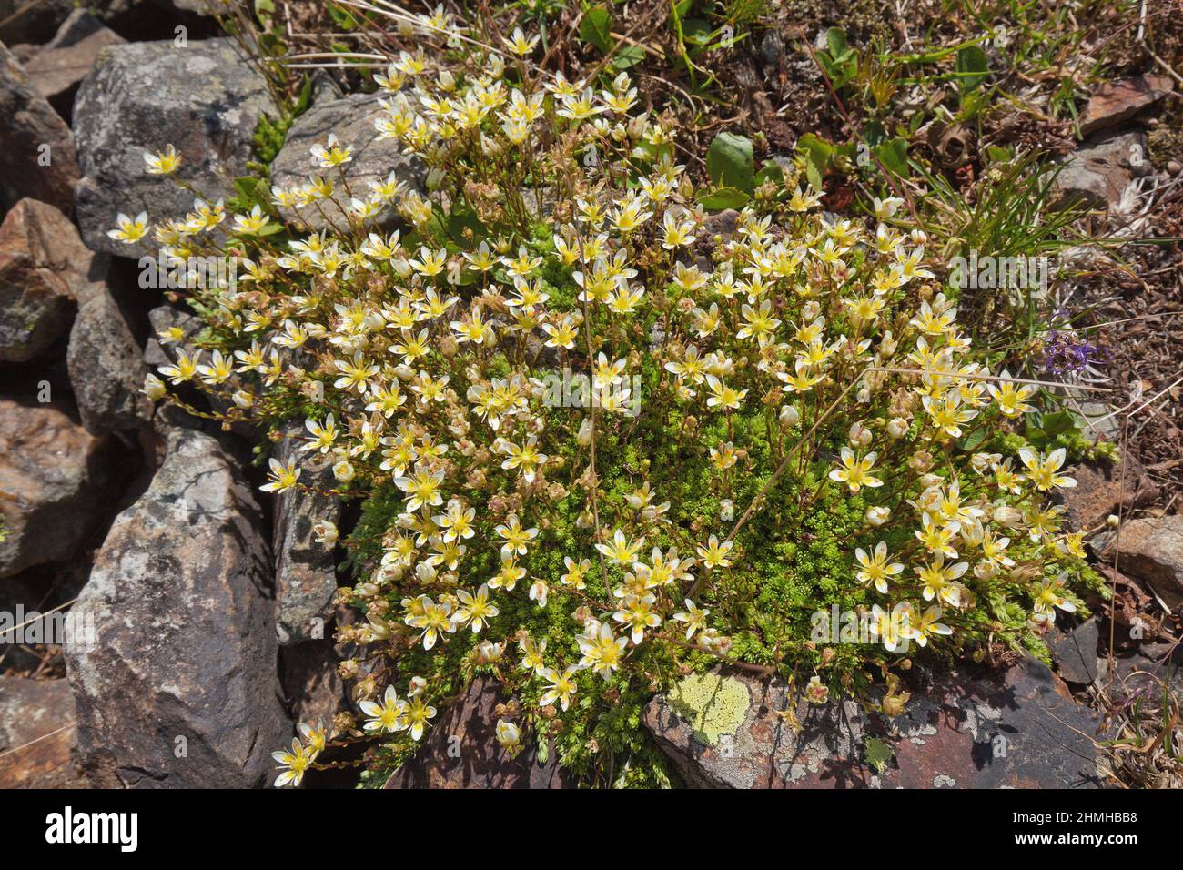 creeping sandwort, Moehringia ciliata, location in the limestone regions of the Alps, Ultental Stock Photo