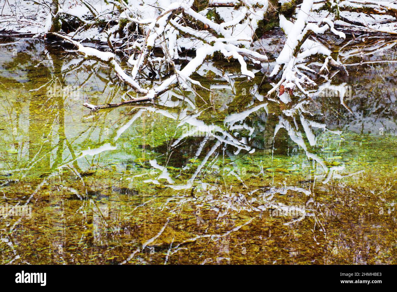 Reflection of snow-covered branches in the Isar reservoir, Upper Isar Valley Stock Photo