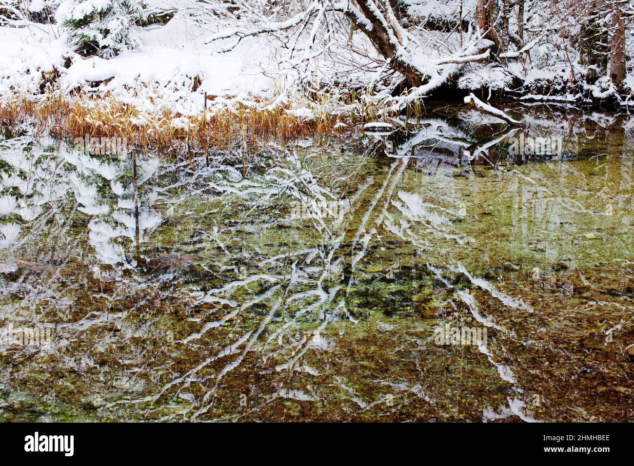 Reflection of snow-covered branches in the Isar reservoir, Upper Isar Valley Stock Photo