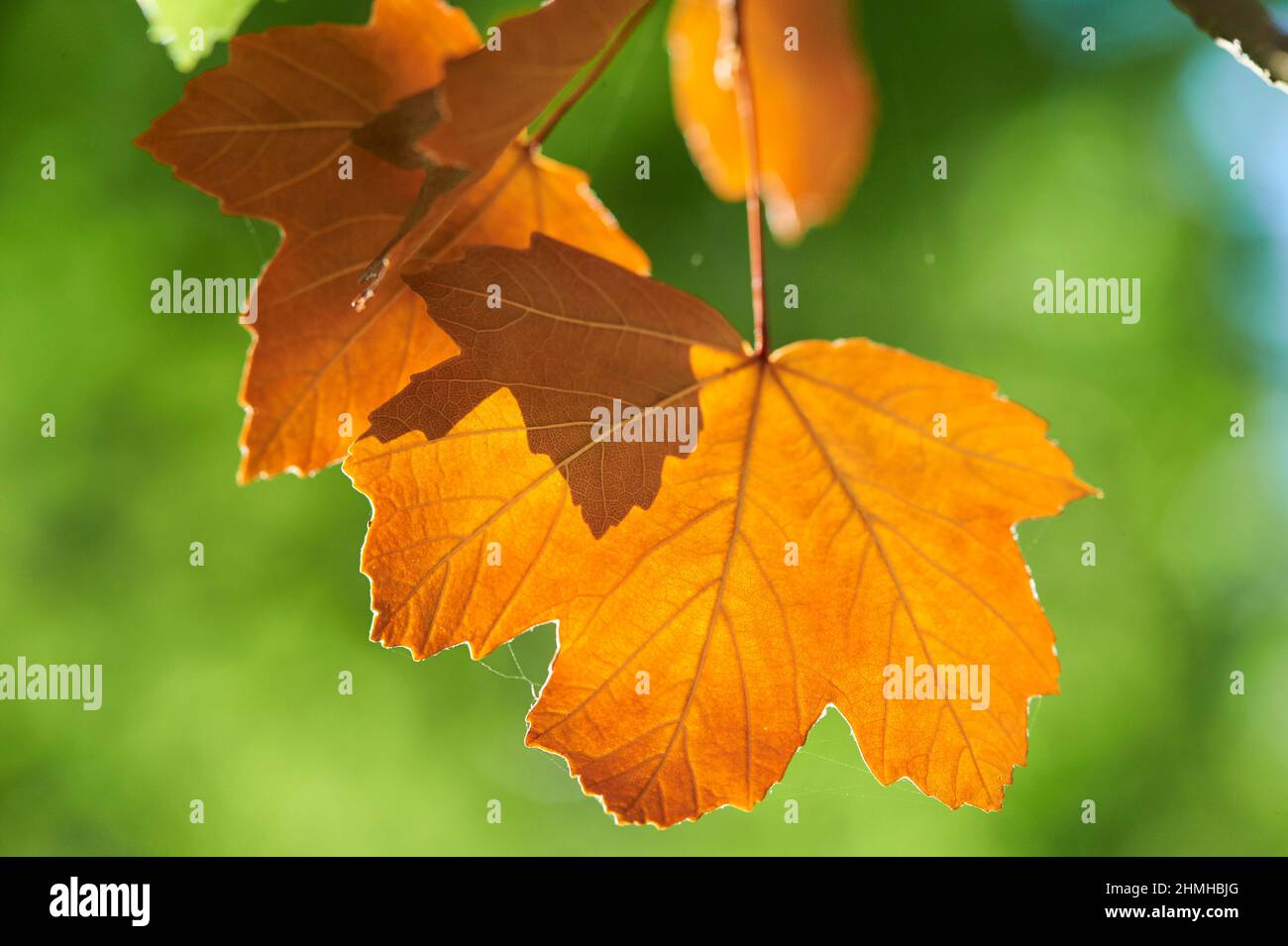 Italian maple (Acer opalus), leaves, autumn, Catalonia, Spain, Europe Stock Photo