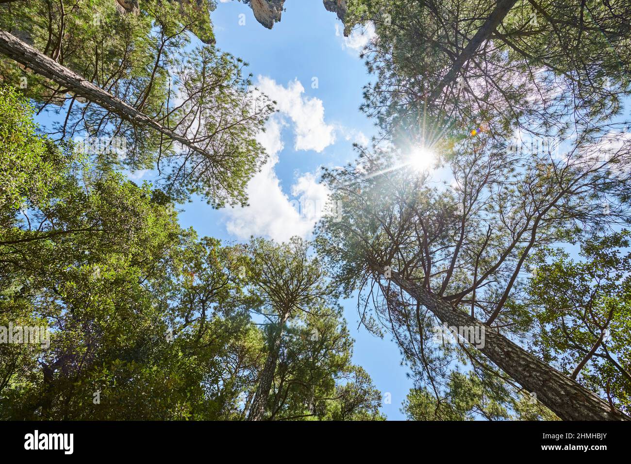 Austrian pine or black pine Landscape (Pinus nigra) against the sky, El Parrizal Beceite, Beceite, Teruel Province, Aragon Autonomous Region, Northern Spain, Spain, Europe Stock Photo
