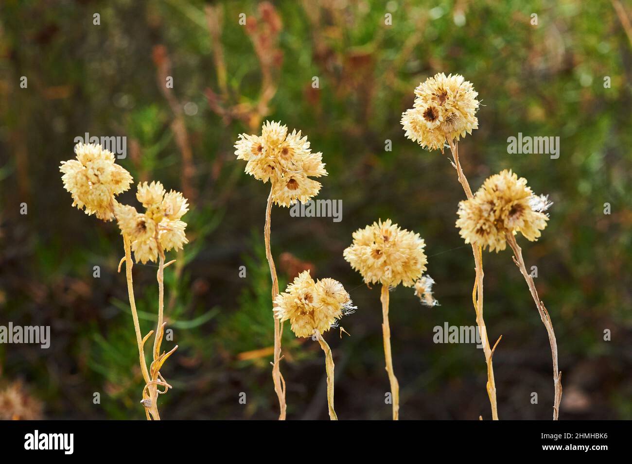 Mediterranean strawflower (Helichrysum stoechas), seed pods, Catalonia, Spain, Europe Stock Photo