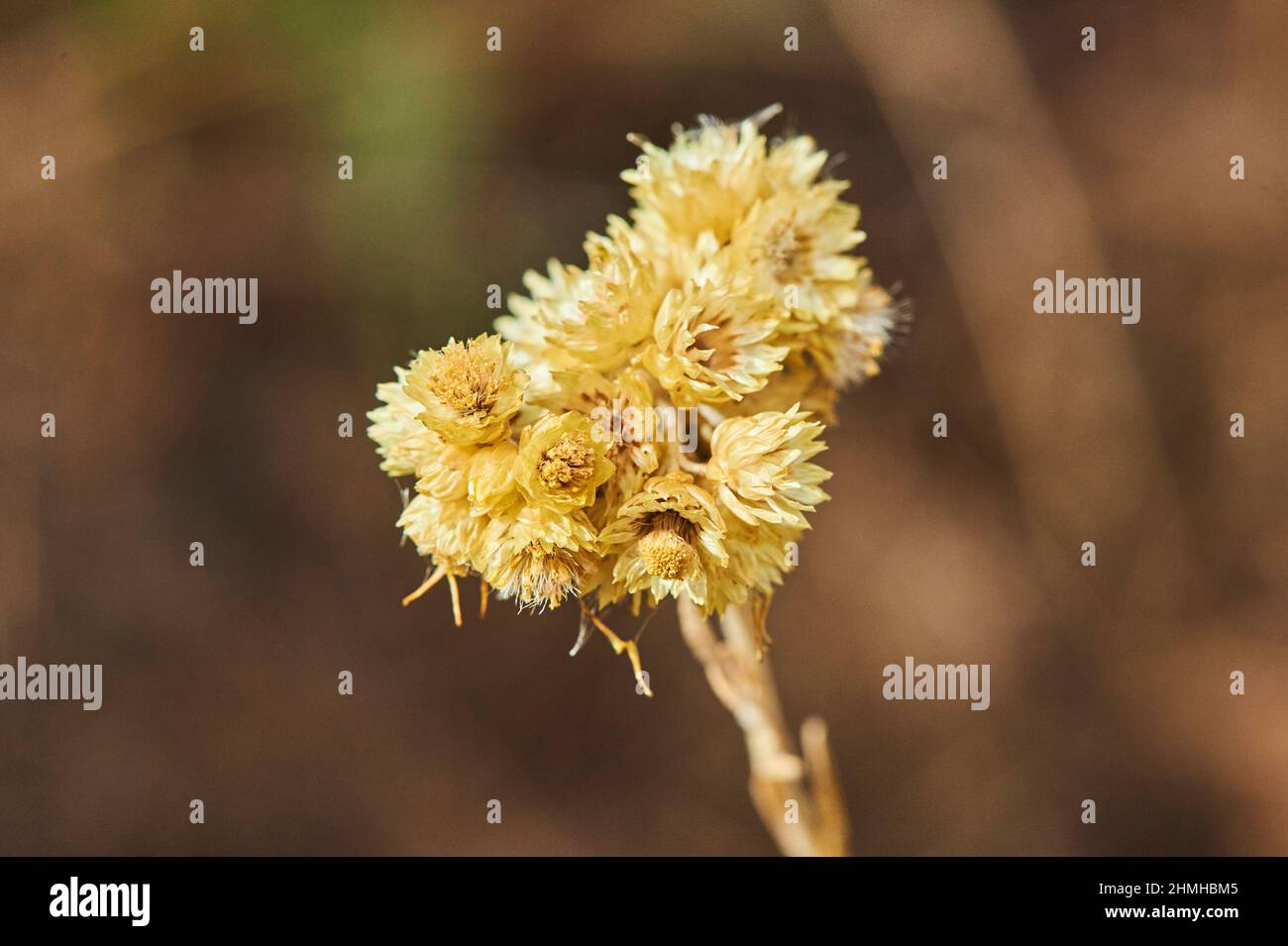 Mediterranean strawflower (Helichrysum stoechas), seed pods, Catalonia, Spain, Europe Stock Photo