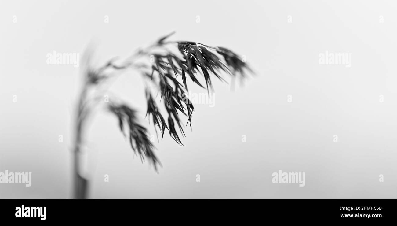 Reed, black and white, macro, minimalistic Stock Photo