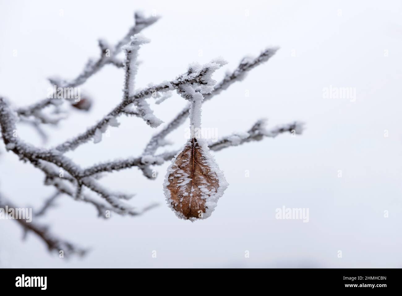 Twigs and a dried leaf are covered with hoarfrost, France, Alsace Stock Photo