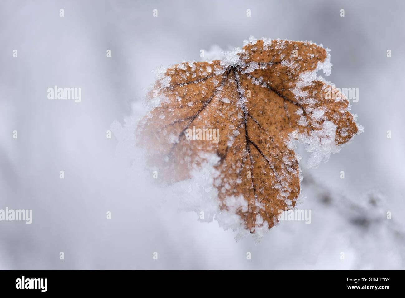a maple leaf is covered with hoarfrost, France, Alsace Stock Photo