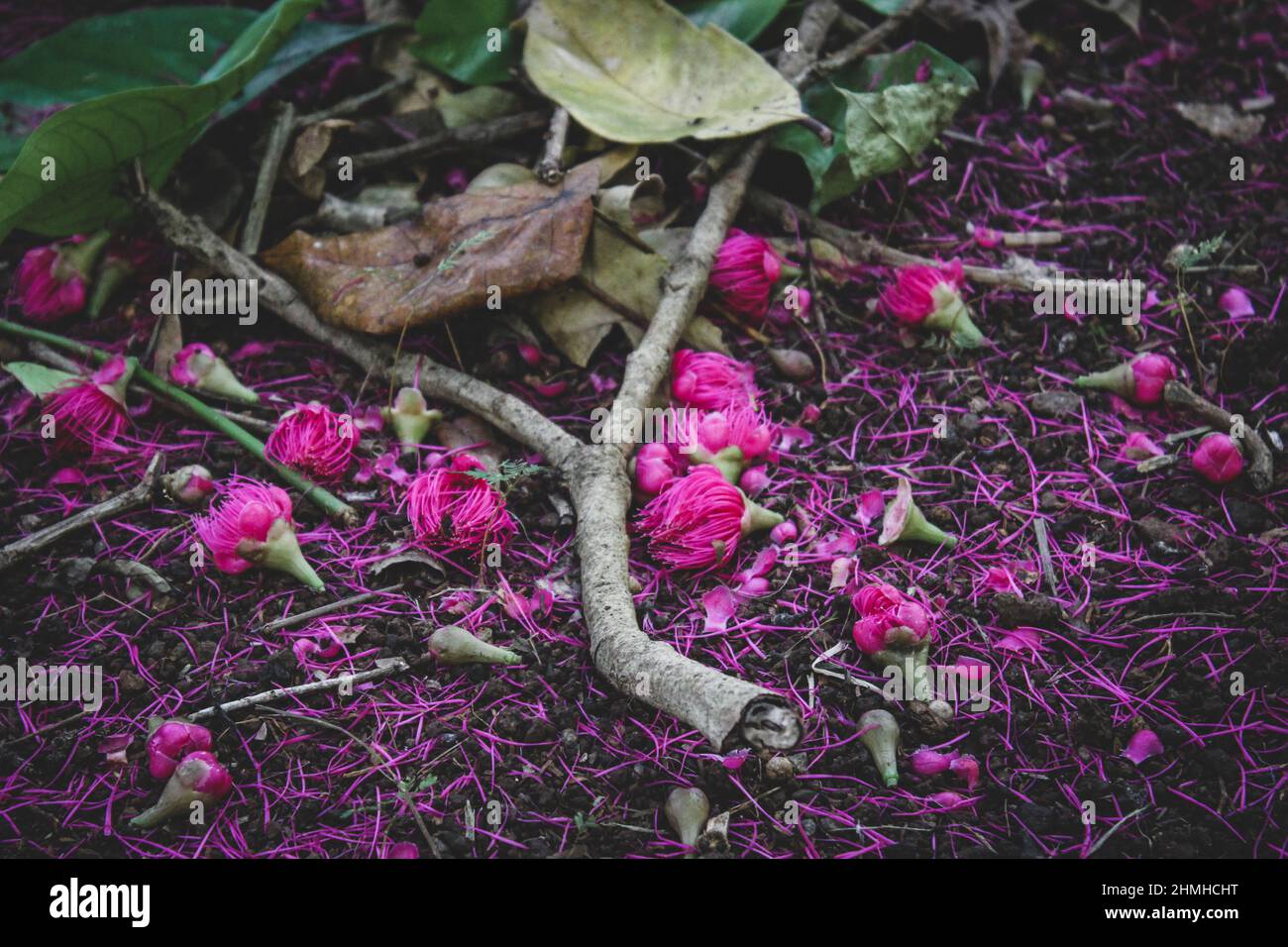 Hong Kong Rose, Rhodoleia championii, twig, Mauritius Stock Photo