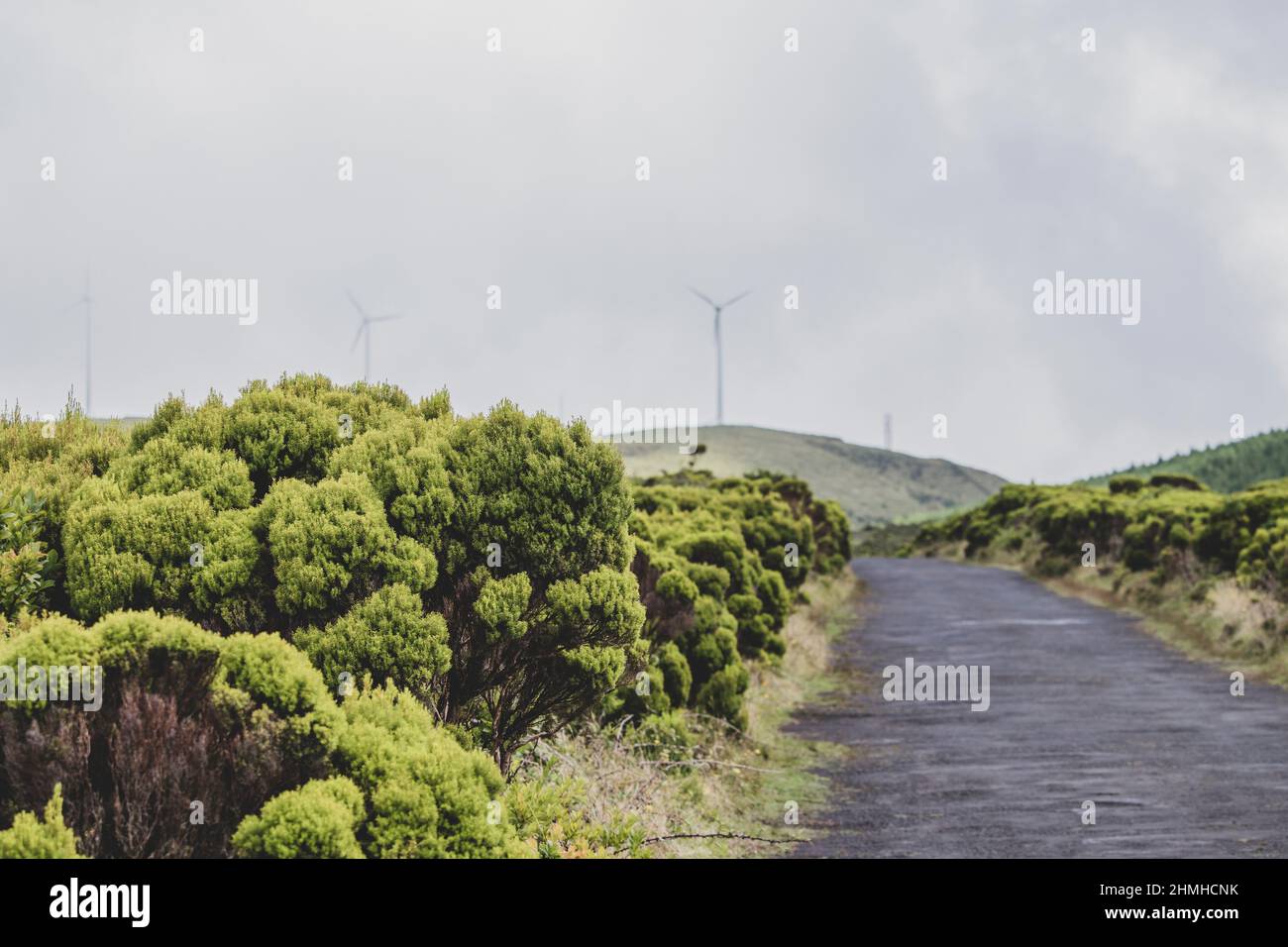 Tree heath, Erica arborea, mountain road, wind turbine, fog, Montanha do Pico, Pico, Azores, Portugal Stock Photo