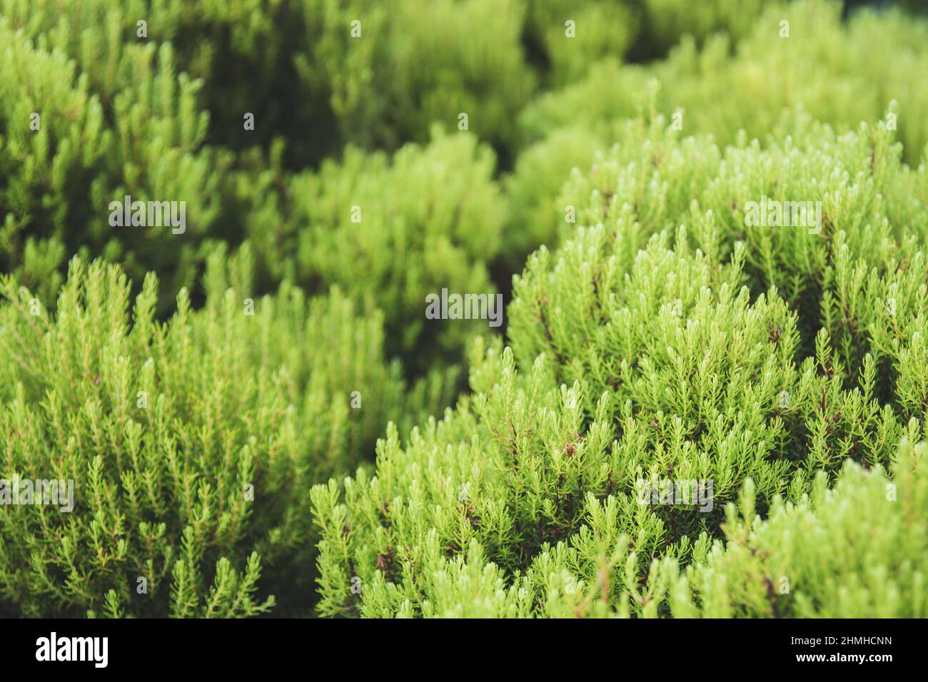 Tree heath, Erica arborea, Montanha do Pico, Pico, Azores, Portugal Stock Photo