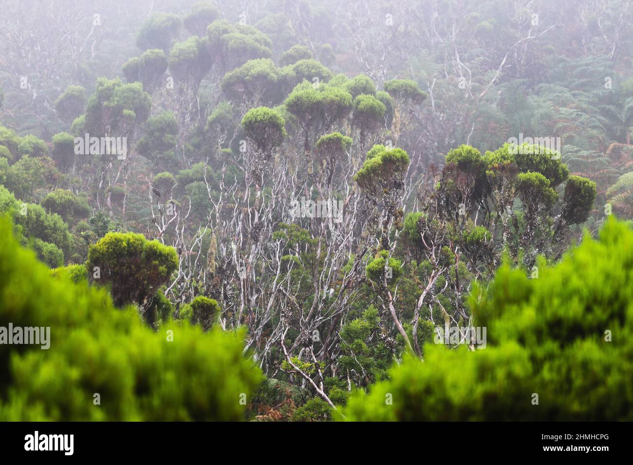 Tree heath, Erica arborea, enchanted mystical cloud forest, Montanha do Pico, Pico, Azores, Portugal Stock Photo