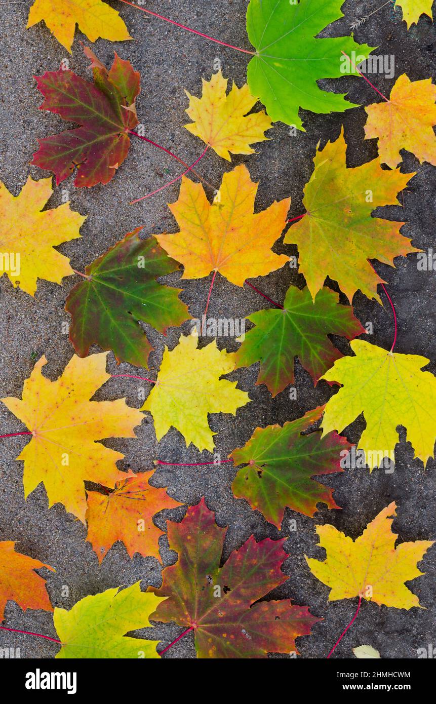 Fallen autumn yellowed maple leaves on the ground Stock Photo - Alamy