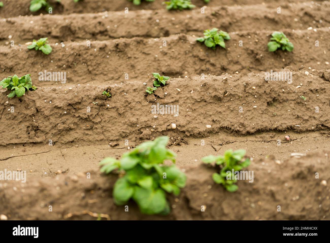 Cultivated field wet soil hi-res stock photography and images - Alamy