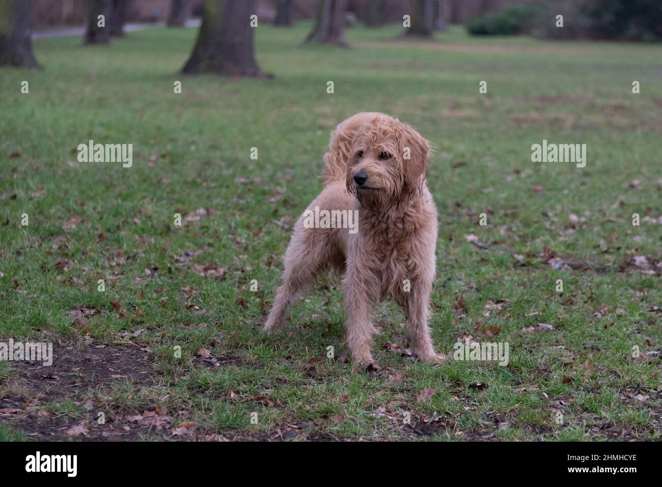 A dog (Goldendoodle) is playing with a stick in a meadow. Stock Photo