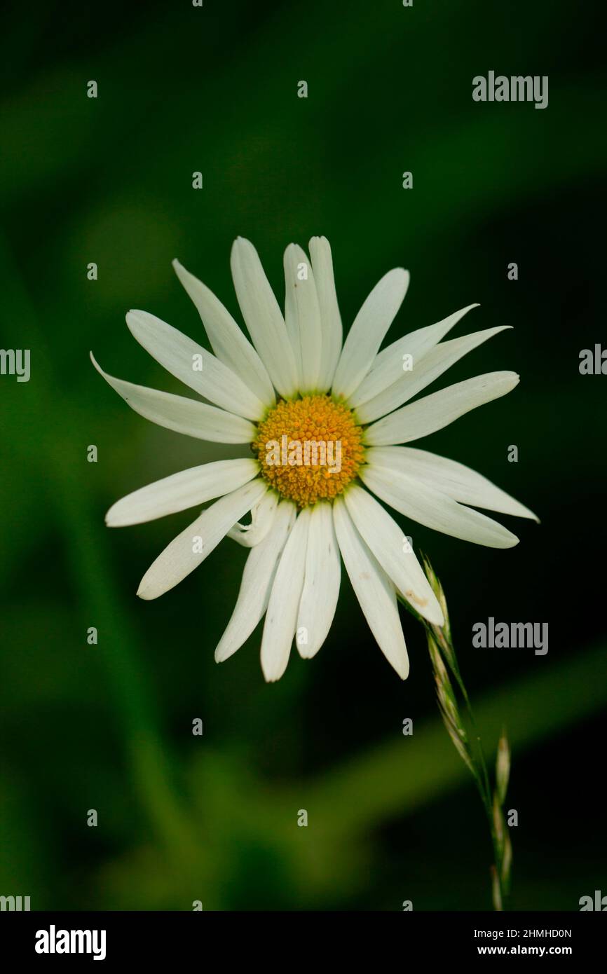 Daisy flower, white petals, dark blurred natural background Stock Photo