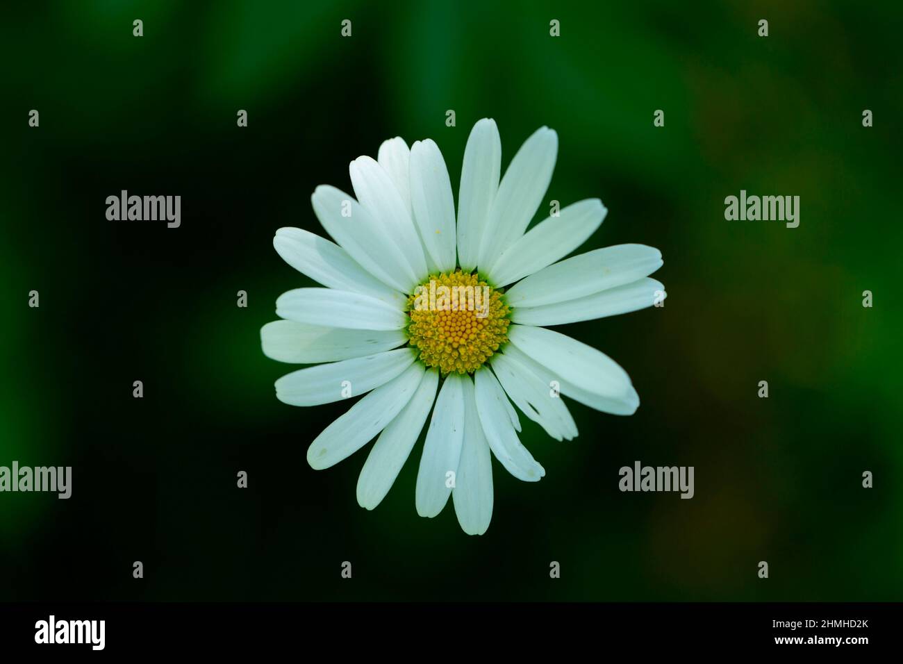 Daisy flower, white petals, dark blurred natural background Stock Photo