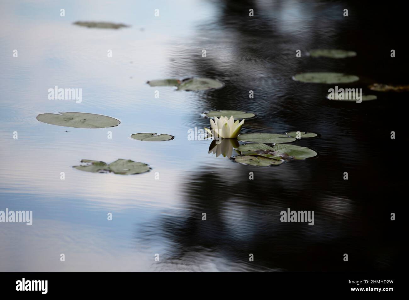 Water lily flower, calm lake surface, summer scene, Finland Stock Photo