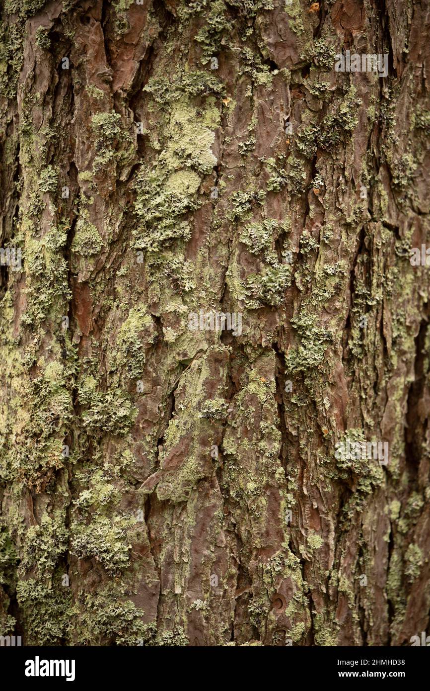 Closeup of Pine tree bark, nature photo, Finland Stock Photo