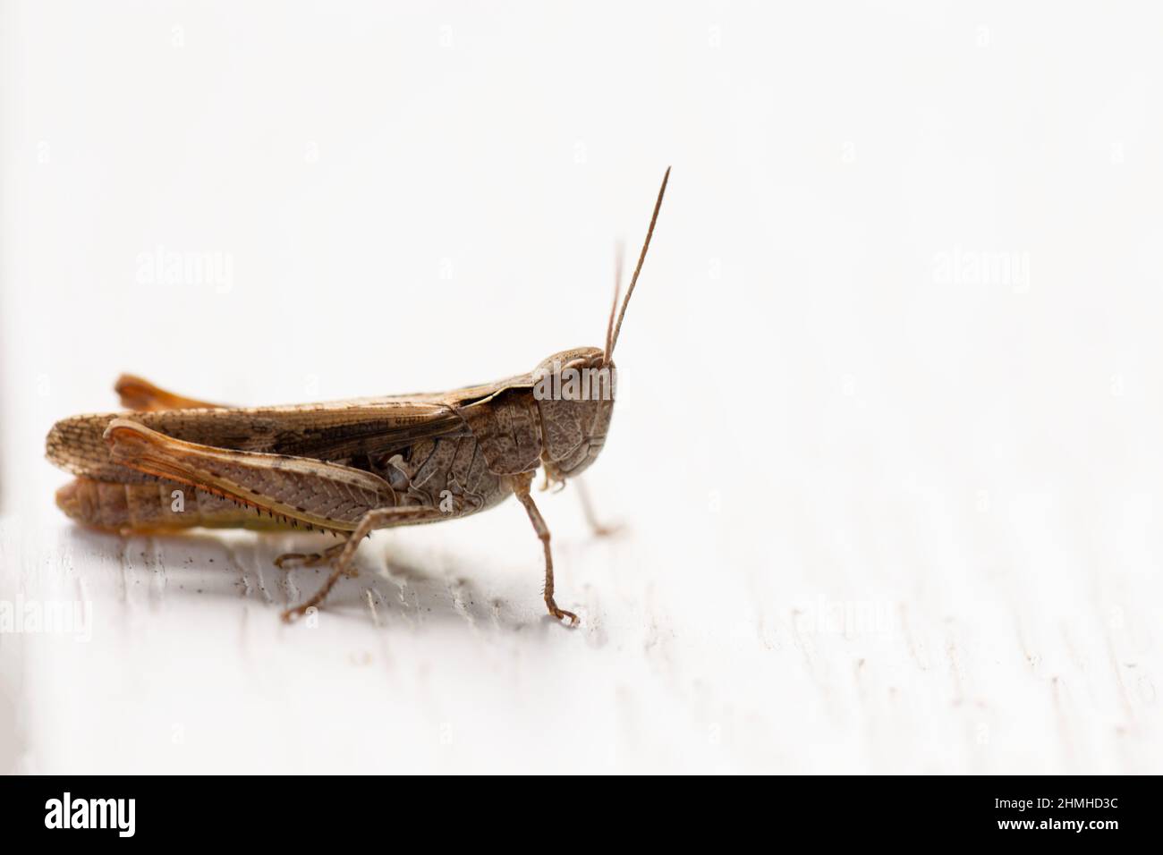 Close-up of Grasshopper on white table, outdoor scene Stock Photo